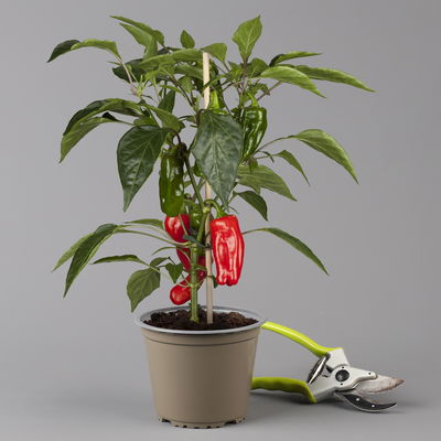 Blu Bio Snack-Paprika 'Paragon F1', Topf-Ø 15 cm, 3er Set Blu Bio Snack-Paprika 'Paragon F1', Topf-Ø 15 cm, 3er Set