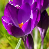 Krokus Mini blau, Topf-Ø 5 cm, 10 Pflanzen