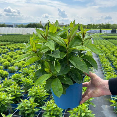 Kölles Beste Flammenblume 'Adessa® Rose Eye', 3 Liter Topf