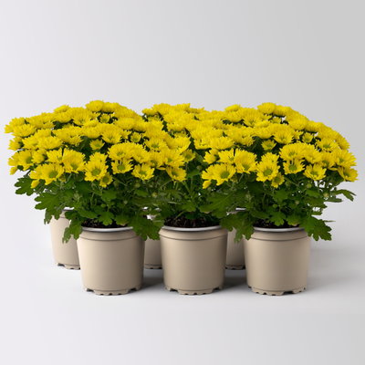 Chrysanthemen 'Swifty', gelb, Topf-Ø 10,5 cm, 6 Pflanzen Chrysanthemen 'Swifty', gelb, Topf-Ø 10,5 cm, 6 Pflanzen