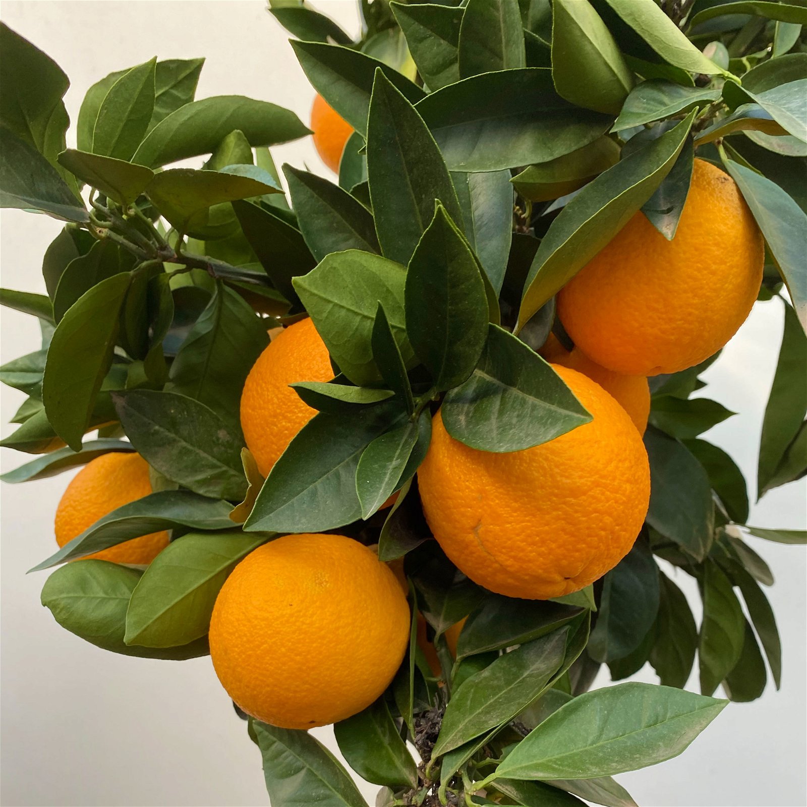 Orangenbaum, Stamm, Topf-Ø ca. 24 cm, Höhe ca. 140 cm
