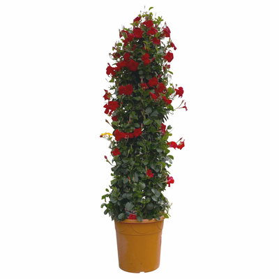 Dipladenie rot, XL-Pyramide, Topf-Ø 40 cm, Höhe ca. 180 cm