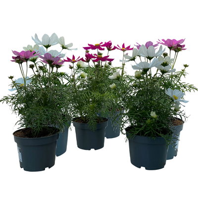 Cosmea, Farben zufällig, Topf-Ø 12 cm, Höhe ca. 25 cm, 6 Pflanzen