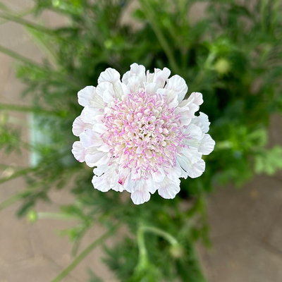 Skabiose 'Kudo White' weiß, Topf-Ø 19 cm, 2er-Set