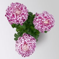 Chrysantheme 'Cosmo', lila, großblumig, Topf-Ø 12 cm, 3 Pflanzen