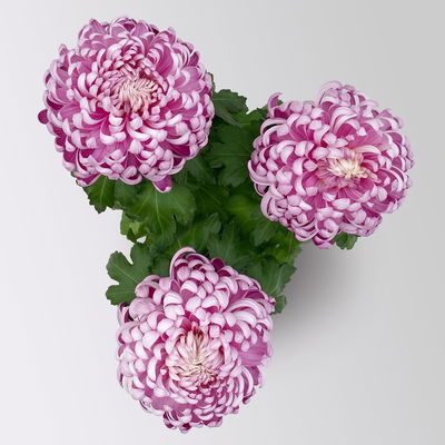 Chrysantheme 'Cosmo', lila, großblumig, Topf-Ø 12 cm, 3 Pflanzen Chrysantheme 'Cosmo', lila, großblumig, Topf-Ø 12 cm, 3 Pflanzen