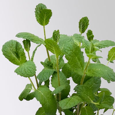 Spanische Minze, Kölle Bio, 12cm Topf, frisch aus unserer Bio-Gärtnerei Spanische Minze, Kölle Bio, 12cm Topf, frisch aus unserer Bio-Gärtnerei