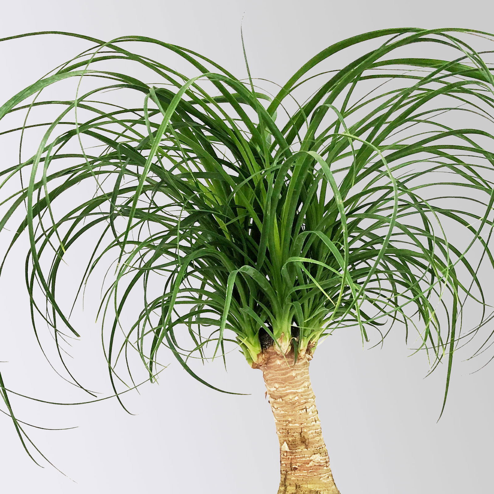 Elefantenfuß, Stamm, Topf-Ø 17 cm, Höhe ca. 30-50 cm, 2 Pflanzen Elefantenfuß, Stamm, Topf-Ø 17 cm, Höhe ca. 30-50 cm, 2 Pflanzen