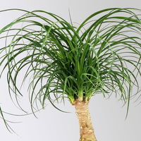 Elefantenfuß, Stamm, Topf-Ø 17 cm, Höhe ca. 30-50 cm, 2 Pflanzen Elefantenfuß, Stamm, Topf-Ø 17 cm, Höhe ca. 30-50 cm, 2 Pflanzen