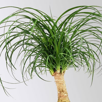 Elefantenfuß, Stamm, Topf-Ø 17 cm, Höhe ca. 30-50 cm, 2 Pflanzen Elefantenfuß, Stamm, Topf-Ø 17 cm, Höhe ca. 30-50 cm, 2 Pflanzen