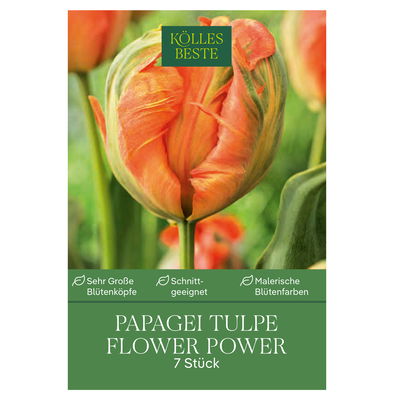 Papagei-Tulpen 'Flower Power', orange, Größe 11/12, 7 Blumenzwiebeln