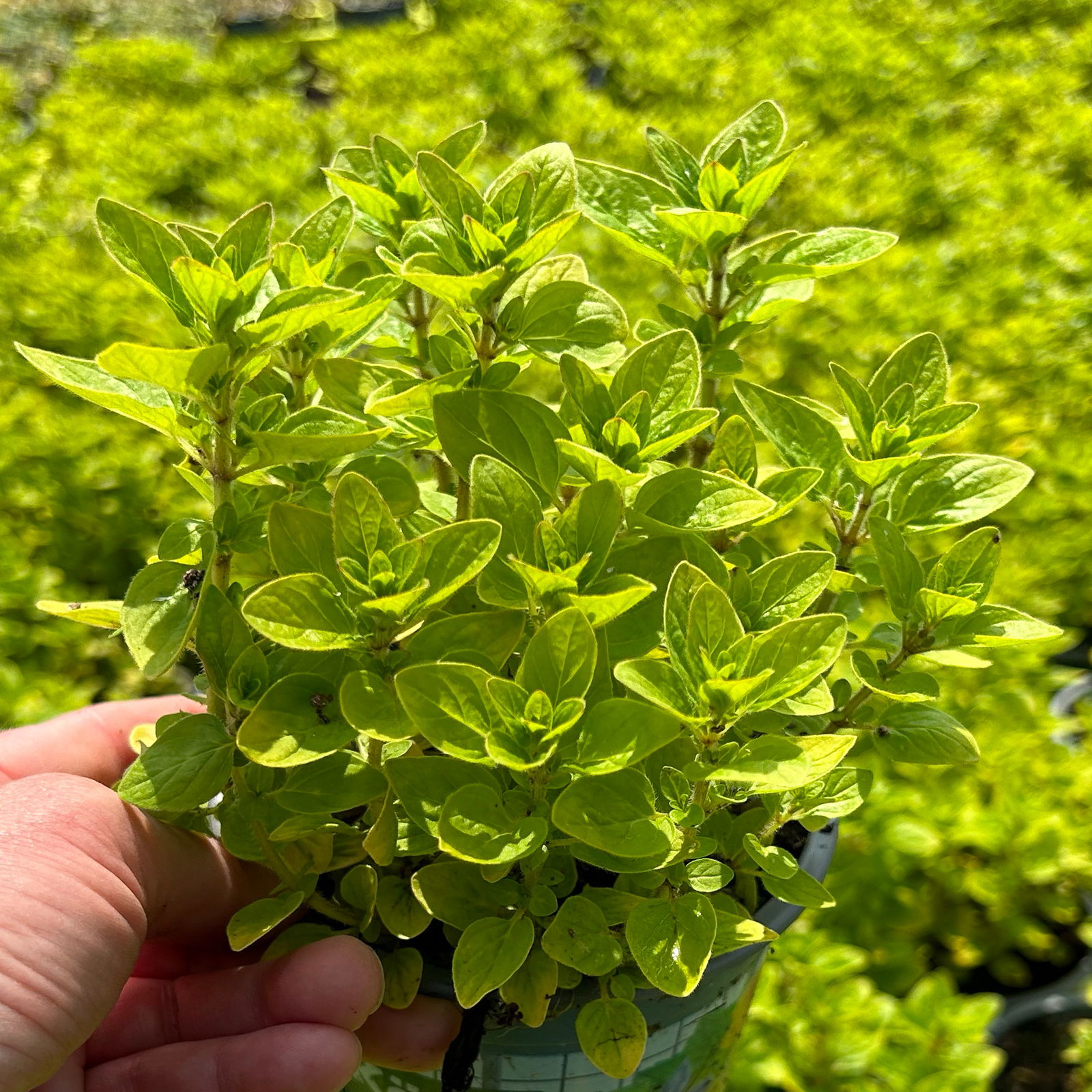 Bio Oregano helllaubig, Topf-Ø 12 cm Bio Oregano helllaubig, Topf-Ø 12 cm