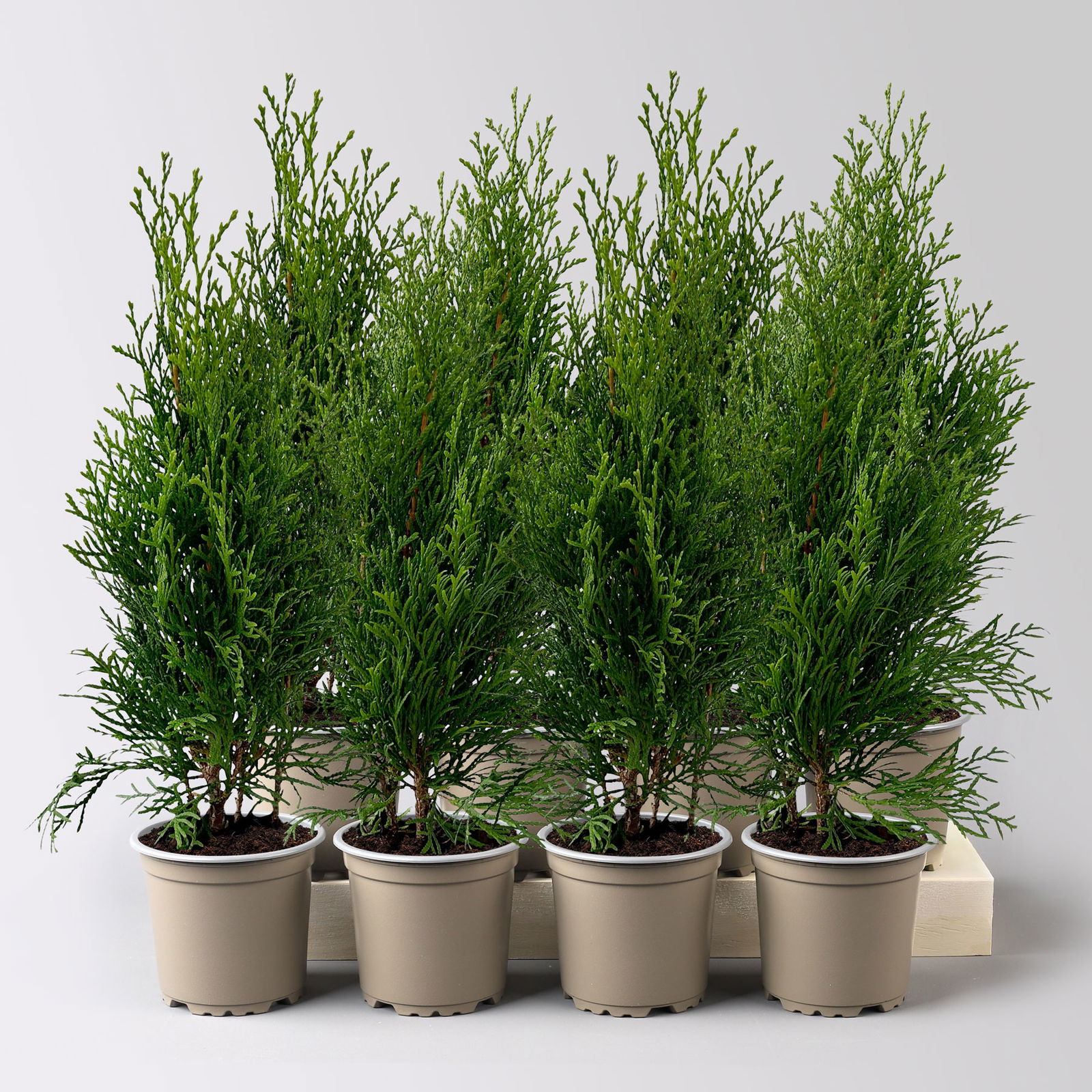 Thuja occidentalis 'Smaragd', Topf-Ø 9 cm, 8 Pflanzen