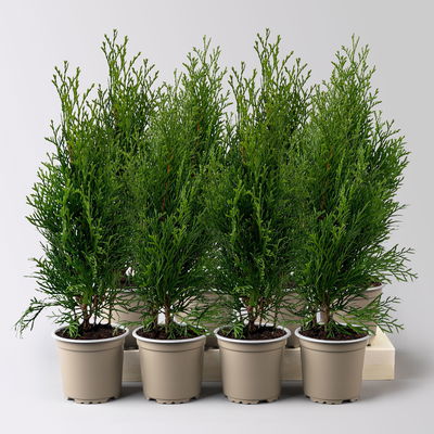 Thuja occidentalis 'Smaragd', Topf-Ø 9 cm, 8 Pflanzen Thuja occidentalis 'Smaragd', Topf-Ø 9 cm, 8 Pflanzen