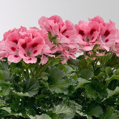 Edelgeranie Bella Donna® 'Don Flamingo®', rosa-rot, Topf-Ø 12 cm, 6 Pflanzen Edelgeranie Bella Donna® 'Don Flamingo®', rosa-rot, Topf-Ø 12 cm, 6 Pflanzen