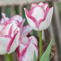 Tulpe zweifarbig, Sorte zufällig, vorgetrieben, Topf-Ø 10 cm, 6 Pflanzen