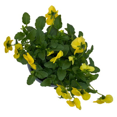 Hornveilchen XL, gelb, Topf-Ø 12cm, 6 Pflanzen