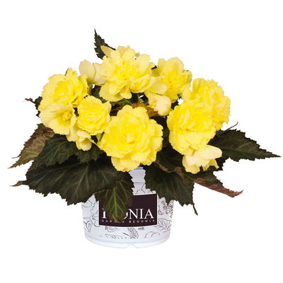 Begonie aufrecht, Farbe zufällig, Topf-Ø 13 cm, 6 Pflanzen