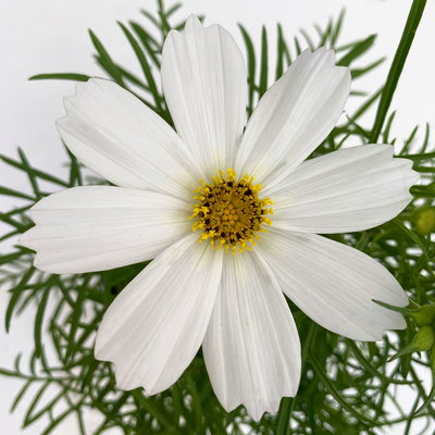 Cosmea, Farben zufällig, Topf-Ø 12 cm, Höhe ca. 25 cm, 6 Pflanzen