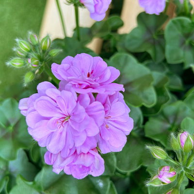 Geranie 'Medio Teske' hell lila, hängend, Topf-Ø 13 cm, 6 Pflanzen