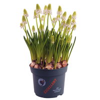 Traubenhyazinthe weiß, vorgetrieben, Topf-Ø 12 cm, 6er-Set
