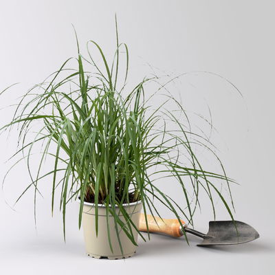 Bio Segge 'Bluish Green', grünblau, Topf-Ø 12 cm, 3 Pflanzen