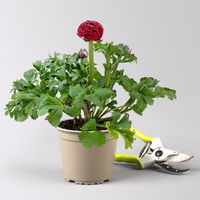 Ranunkel, rot, Topf-Ø 13 cm, 6 Pflanzen