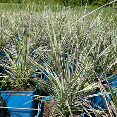 Bio Reitgras 'Overdam', weiß-grün gestreift, Topf 5 Liter Bio Reitgras 'Overdam', weiß-grün gestreift, Topf 5 Liter