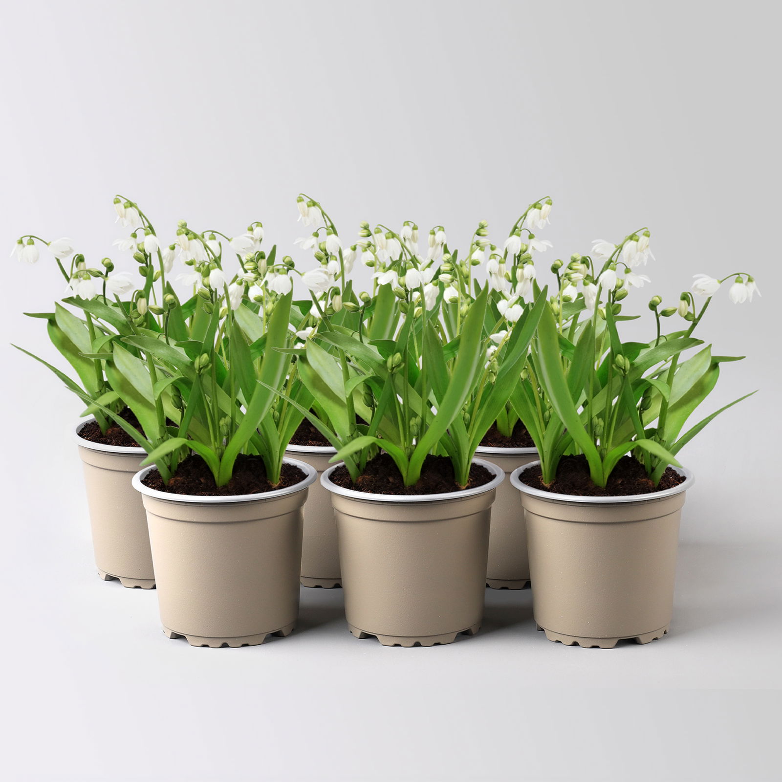 Scilla ,weiß, vorgetrieben, Topf-Ø 10 cm, 6 Pflanzen