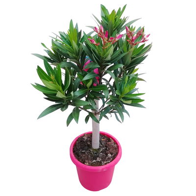 Oleander, Farbe zufällig, Stamm, Topf-Ø 18 cm, Höhe ca. 50