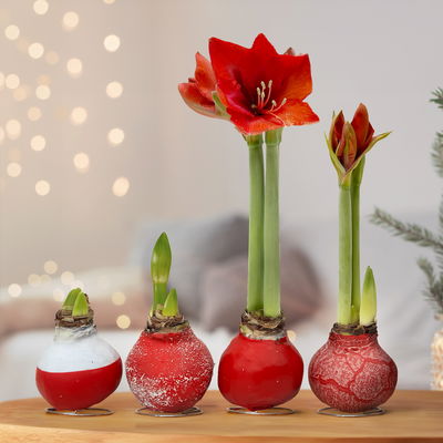 Amaryllis in Wachs XL, Dekor 'Red Mix' Farbe zufällig, Blüte rot