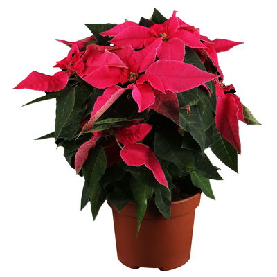 Bio Herbststern 'Princettia'®, rosa, pink & weiß, Topf-Ø 12 cm, 3 Pflanzen