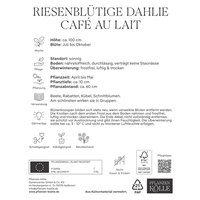 Kölles Beste Riesenblütige Dahlie Café au Lait, creme, 1 Blumenknolle