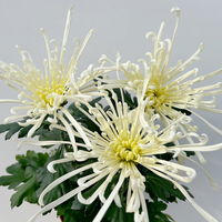 Chrysantheme 'Chrysanne® Fireworks Cream', creme, Topf-Ø 13 cm, 3 Pflanzen