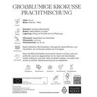großblumige Krokusse Prachtmischung, 25 Blumenzwiebeln