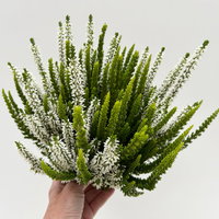 Calluna 'Skywhite' , grün-weiß, Topf-Ø 13 cm, 4 Pflanzen Calluna 'Skywhite' , grün-weiß, Topf-Ø 13 cm, 4 Pflanzen
