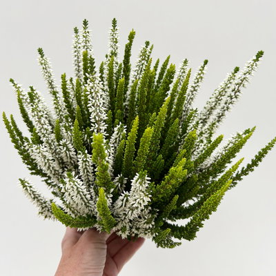 Calluna 'Skywhite' , grün-weiß, Topf-Ø 13 cm, 4 Pflanzen Calluna 'Skywhite' , grün-weiß, Topf-Ø 13 cm, 4 Pflanzen