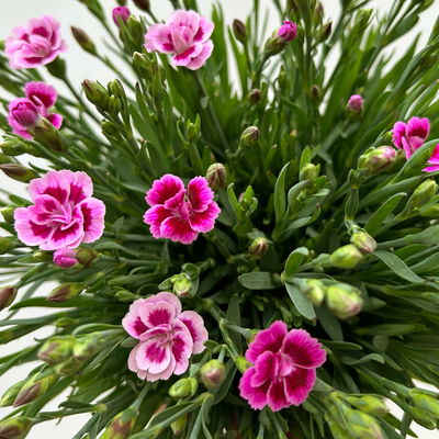 Prinzess-Nelke 'Pink Kisses®' pink-rosa, Topf-Ø 14 cm, 4 Pflanzen