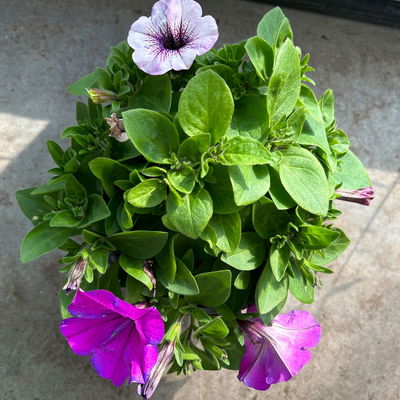 Petunien 'Duo' lila & flieder -lila geadert, hängend, Topf-Ø 14 cm, 4 Pflanzen