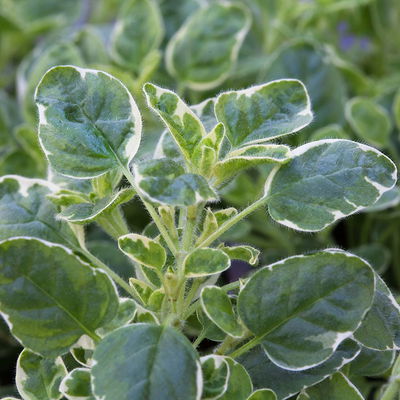 Bio Buntlaubiger Oregano, Topf-Ø 12cm Bio Buntlaubiger Oregano, Topf-Ø 12cm