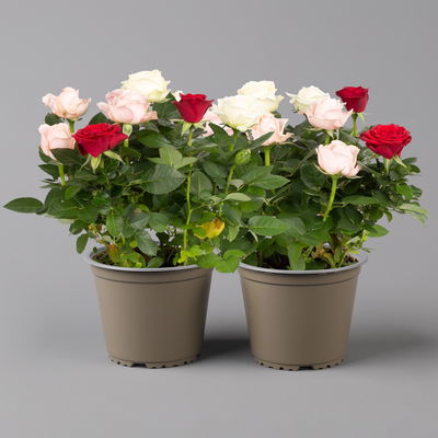 Rose 'Infinity', rosa-weiß & rot, Topf-Ø 14 cm, 2 Pflanzen