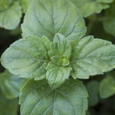 Bio Bergminze weißlich-blau, Topf 11x11 cm, 3 Pflanzen Bio Bergminze weißlich-blau, Topf 11x11 cm, 3 Pflanzen