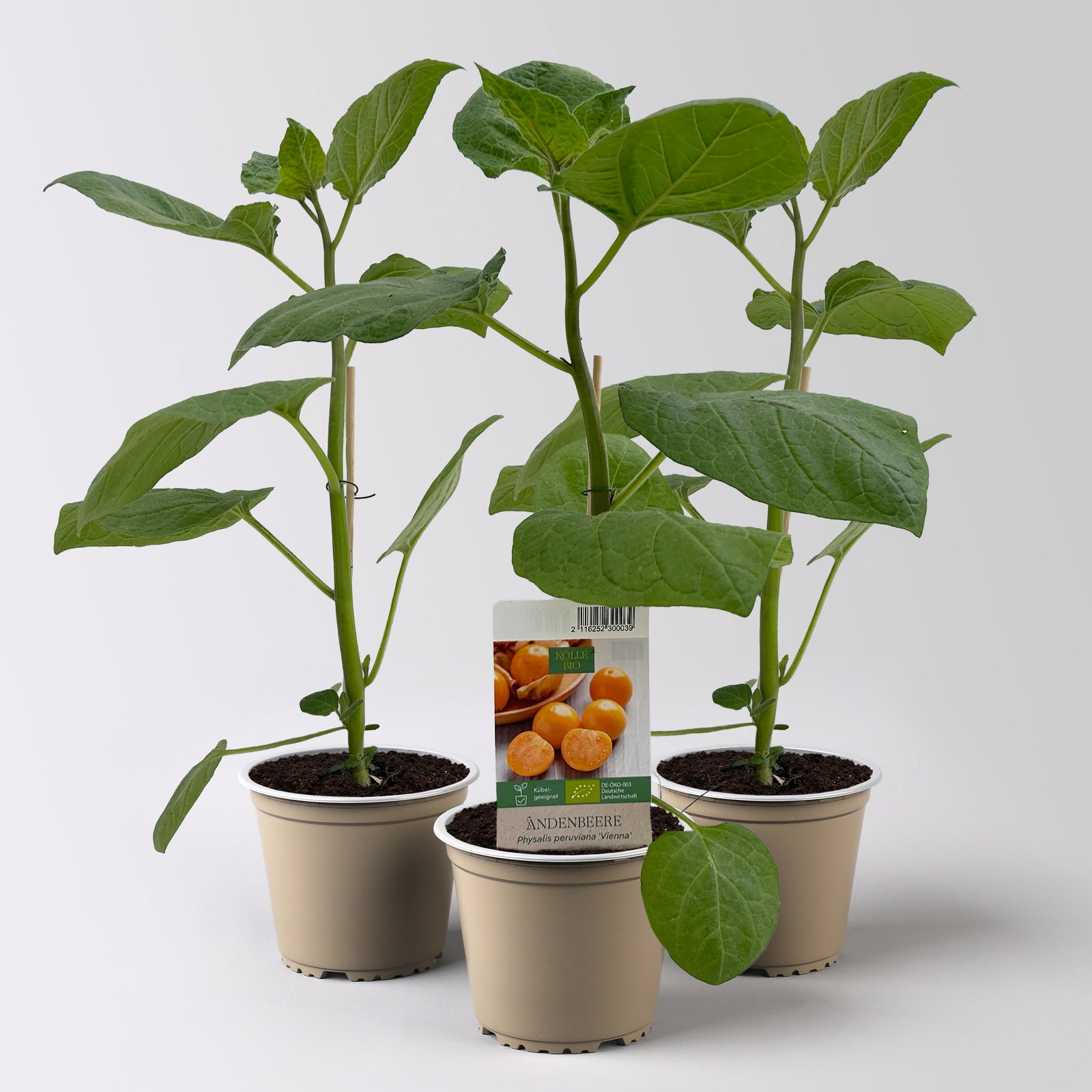 Bio Andenbeere 'Vienna', Topf-Ø 12 cm, 3 Pflanzen Bio Andenbeere 'Vienna', Topf-Ø 12 cm, 3 Pflanzen