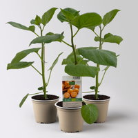 Bio Andenbeere 'Vienna', Topf-Ø 12 cm, 3 Pflanzen Bio Andenbeere 'Vienna', Topf-Ø 12 cm, 3 Pflanzen
