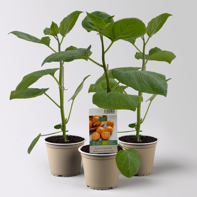 Bio Andenbeere 'Vienna', Topf-Ø 12 cm, 3 Pflanzen Bio Andenbeere 'Vienna', Topf-Ø 12 cm, 3 Pflanzen