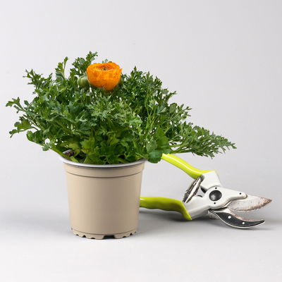 Pflanzenkreation Bunter Frühling, 9 Pflanzen inkl. Erde & Dünger