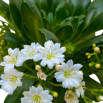 Pflanzenkreation Trockenzauberer, groß, 6 Pflanzen inkl. Erde und Dünger