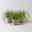 Bio Gartensegge 'Eversheen', gelb-grün, Topf-Ø 12 cm, 3 Pflanzen