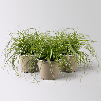 Bio Gartensegge 'Eversheen', gelb-grün, Topf-Ø 12 cm, 3 Pflanzen
