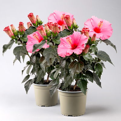 Hibiskus HibisQs® 'Juno Pink' dunkelpink, Topf-Ø 13 cm, 2 Pflanzen Hibiskus HibisQs® 'Juno Pink' dunkelpink, Topf-Ø 13 cm, 2 Pflanzen